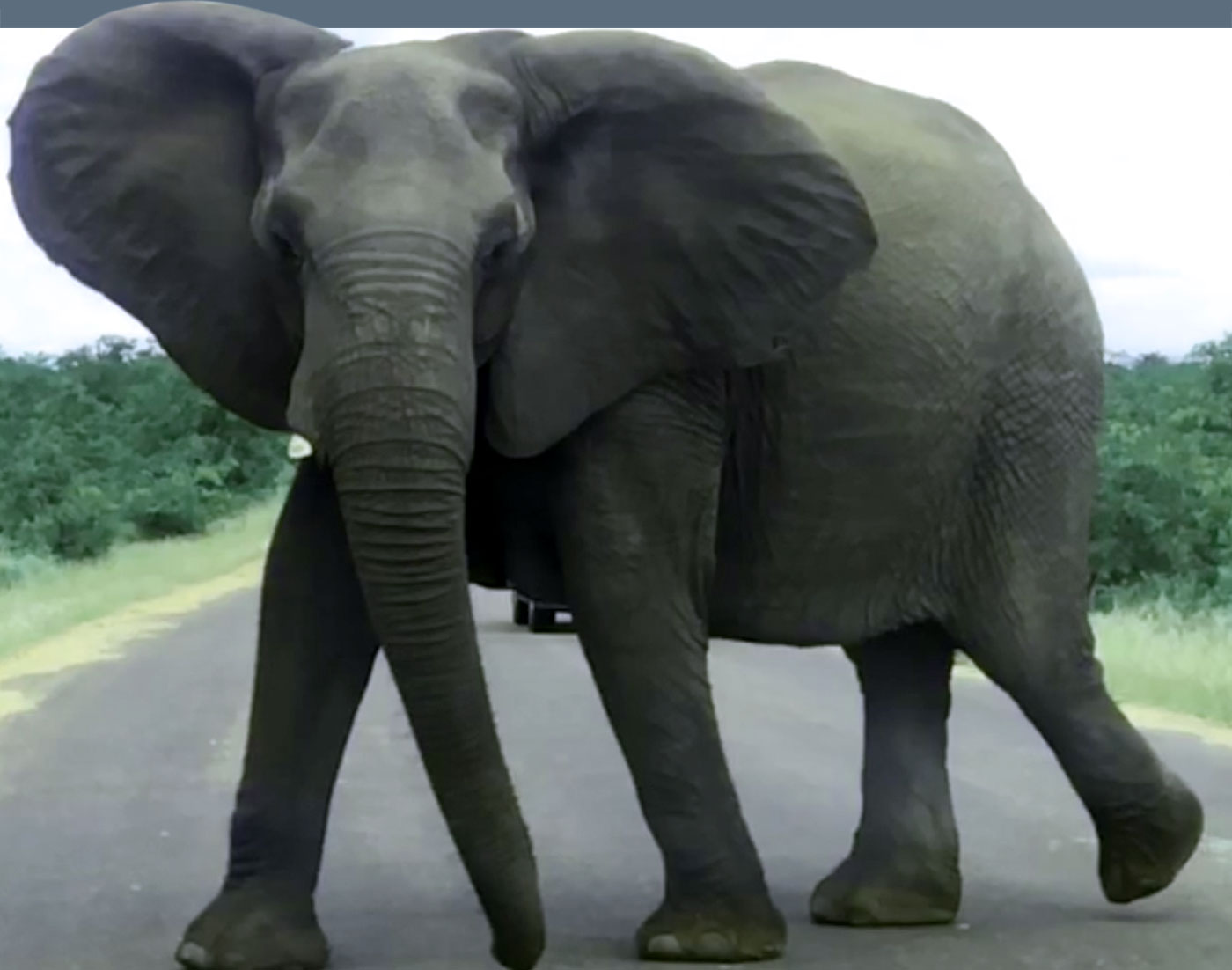 AFRIKA: Elefant sagde hvor du er – baby" - Radiovagabond