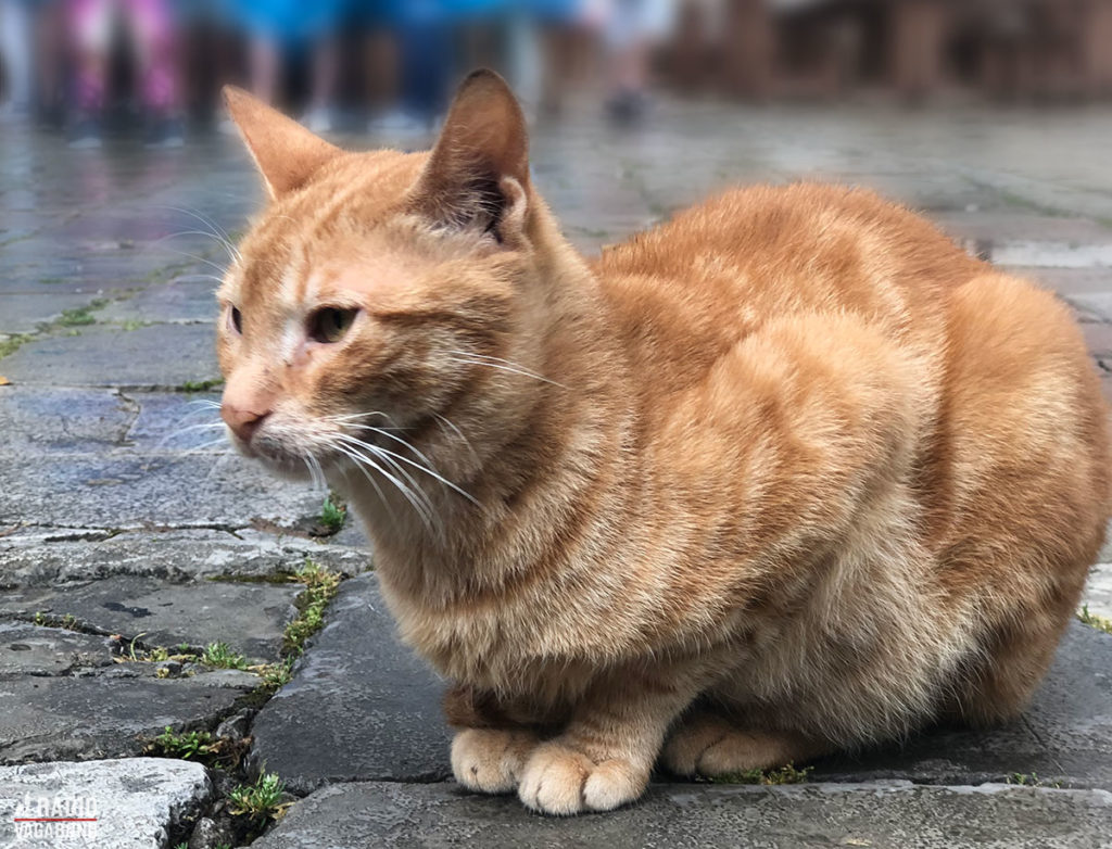 En af beboerne i Kotor.