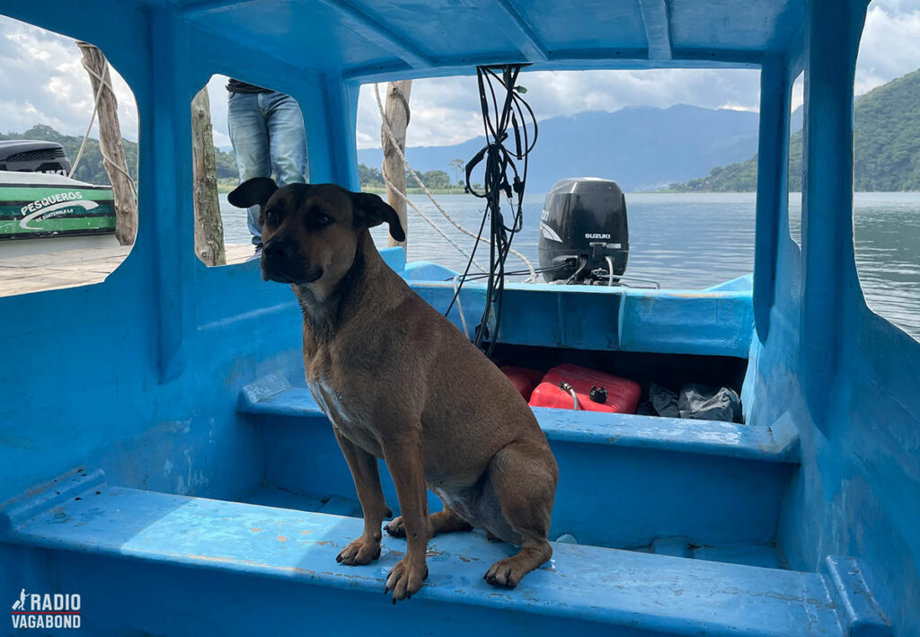 Hunden Cattzij er klar på at sejle.