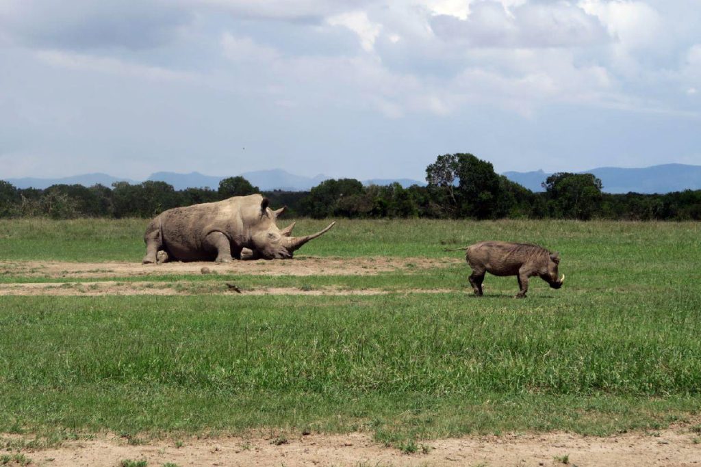 Image: @jeanwandimi: Rhino and warthog in Ol Pejeta Conservancy in Nanyuki.