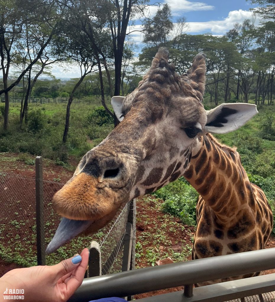 Så er der snacks til girafferne i The Giraffe Centre