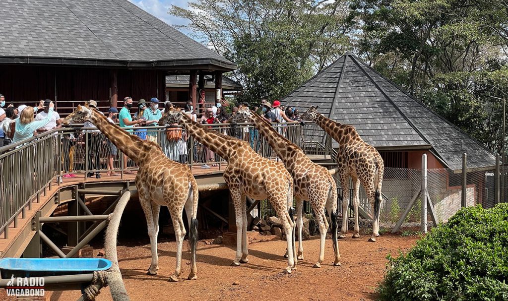 Giraffes at the feeding platform waiting for a snack